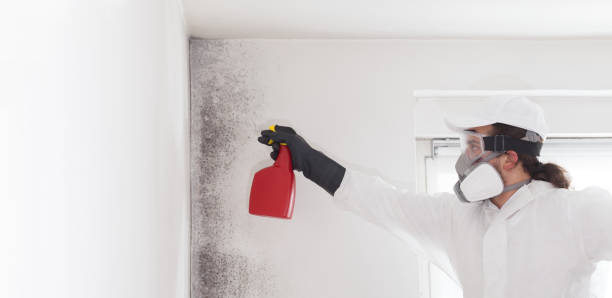 Best Commercial Mold Removal  in Rutherford College, NC